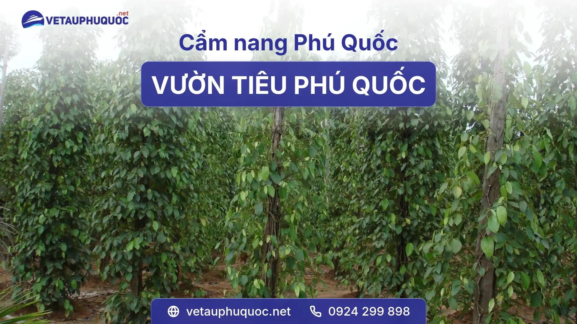 Vườn Tiêu Phú Quốc - Khám Phá Hương Vị Đặc Sản Nổi Tiếng