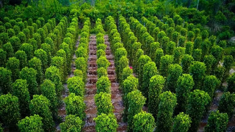 Tham quan vườn tiêu Phú Quốc
